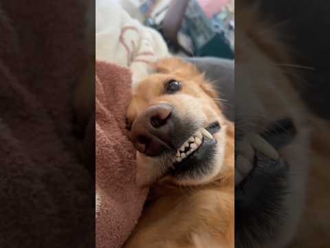 coming home to my golden retriever❤️india retreiver dog pup… サムネイル