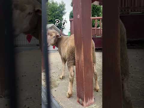 モフモフをカキカキするヒツジのレモンちゃん　東武動物公園 動物 かわいい 癒し 動物園 animals zoo ヒツジ…