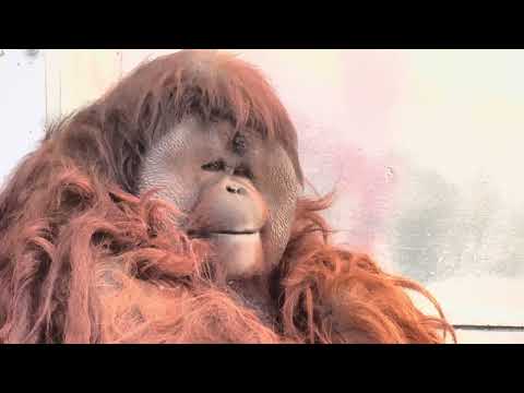ボルネオオランウータンの王子ムムくん　王子動物園　2025年12月27日 サムネイル