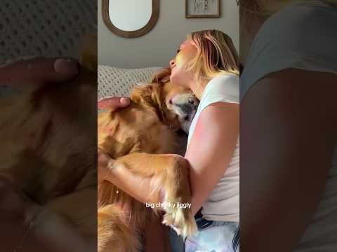 coming home to my golden retriever🥵goldenretreivers dog pup… サムネイル