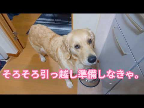 海暮らしも終盤へ。引っ越しの荷造り始めないとね。ゴールデンレトリバーティト サムネイル