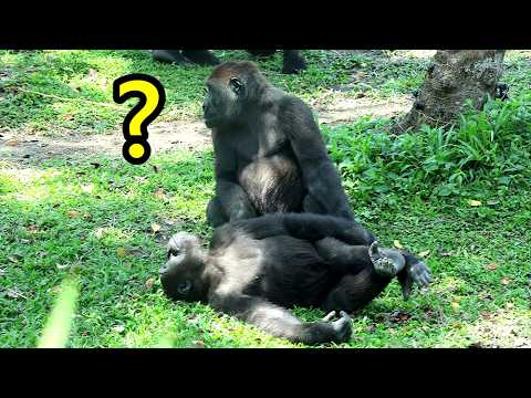 Chimpanzees' barking interrupted Jabali, Ringo's play黑猩猩大叫,… サムネイル