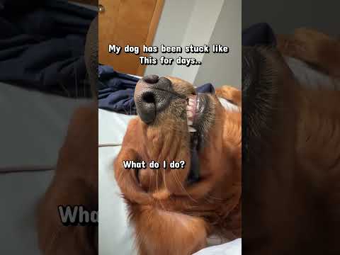 Is my dog broken? サムネイル