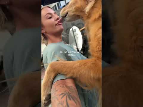 coming home to my golden retriever❤️india retreiver dog pup…