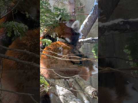 shorts 我が子モナカちゃんの毛づくろいするグミママ😊　レッサーパンダ　那須どうぶつ王国にて　2026年1月12日 サムネイル
