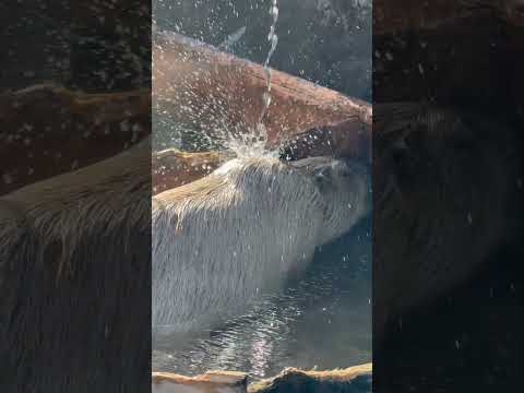 shorts あぁ〜ソコソコがツボに効く〜⁈ カピバラ温泉　那須どうぶつ王国にて　2026年1月4日 サムネイル