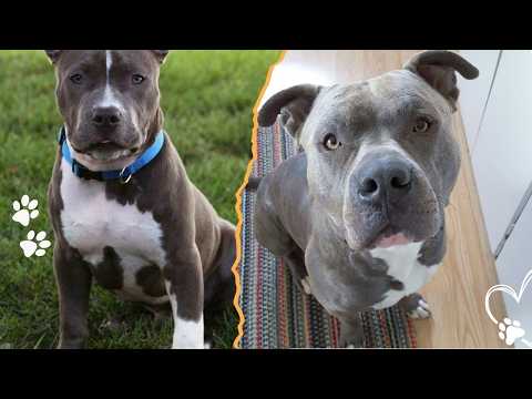 4 Personality Traits That Define Pit Bulls サムネイル