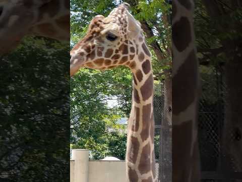 shorts モミジちゃんと そらくん　キリン　野毛山動物園にて　2025年12月6日