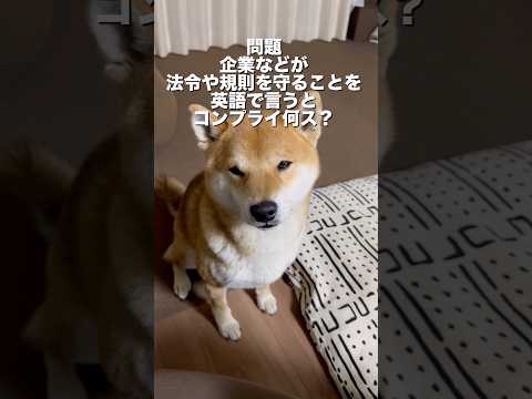 柴犬とん君、コンプライ「アン」スを答えられるのか！？　柴犬　柴犬とん サムネイル