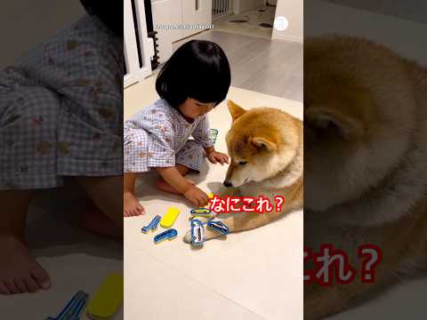 何をされても動じない‼️ 子供に優しい柴犬　　柴犬　犬　いぬ　かわいい犬 子供 サムネイル