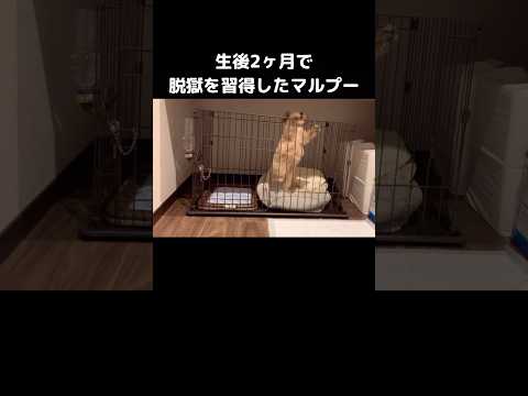 鍵が閉まってるのに何回も脱出しててカメラ回してみたら トイプー 脱走 shorts サムネイル