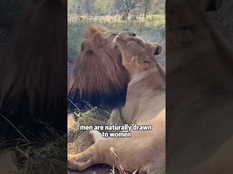 Why Are Male Animals More "Good-Looking"? 🤔🦚animals pets sh…