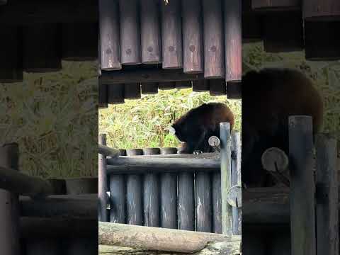 shorts ケンシンくん　レッサーパンダ　大森山動物園　IMG 3993