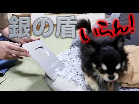 【開封】銀の盾が届いたのに愛犬たちの反応が冷たいwww【10万人ありがとう】