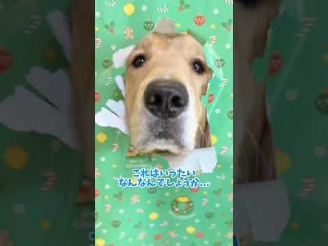 メリークリスマス🎅 大型犬 ゴールデンレトリバー サムネイル