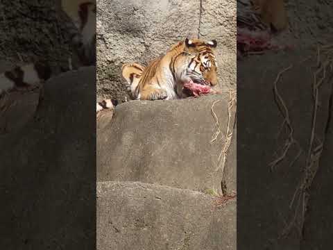 shorts ざしざしサーシャちゃん　アムールトラ🐯　浜松市動物園　2026年2月14日 サムネイル
