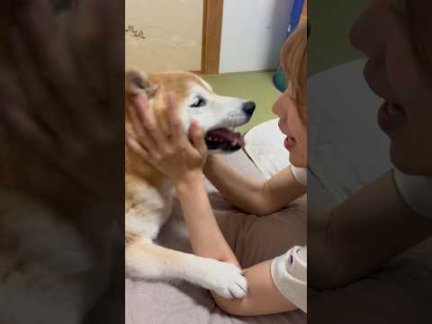 柴犬福 流石福ちゃんソングを歌いながらキスしまくる姉と静止を諦めた柴犬🤣Sis and Shiba🤣姉と柴 short… サムネイル