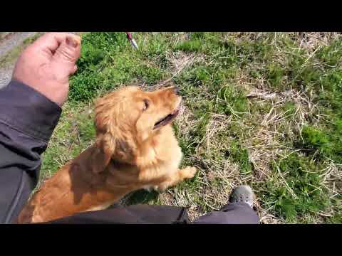 2026年4月2日 牧場で草をはむ牛のようなゴールデンレトリバー自由時間 サムネイル