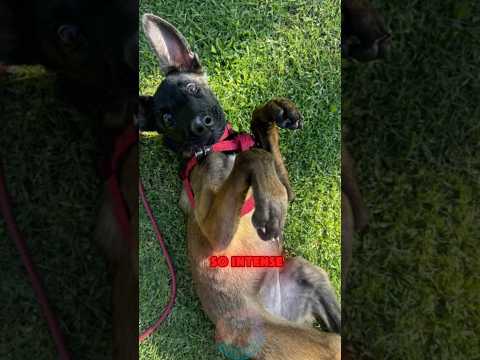 Why Belgian Malinois Puppies Are So Intense shorts dog pets…