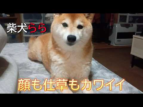 顔も仕草もカワイイ サムネイル