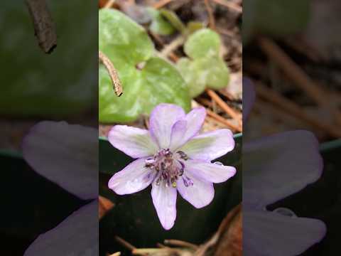 shorts 昨年咲いた雪割草 サムネイル