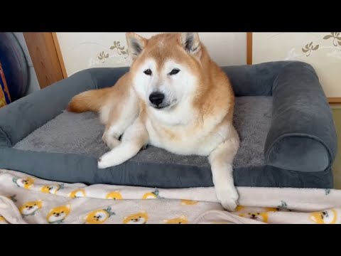 柴犬福 母戻ったらわざわざホネを隠してた柴犬🤣Mother's boy🤣 サムネイル