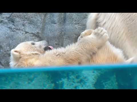 アンヨ〜なモモ太くん☺️   ホッキョクグマ親子　秋田県男鹿水族館GAOにて2026年4月30日 サムネイル