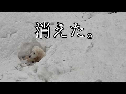 ライブ配信中、5ヶ月のピレニーズが突然いなくなりました。 サムネイル
