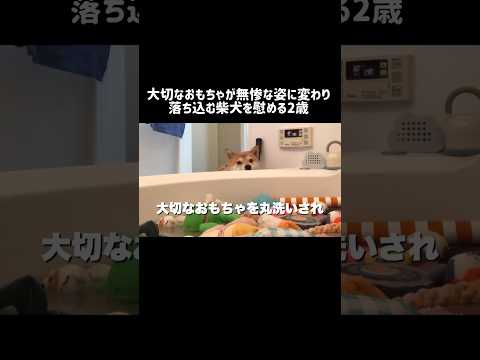 大切なおもちゃが無惨な姿に変わり落ち込む柴犬を慰める2歳の娘 柴犬 shibainu shorts サムネイル