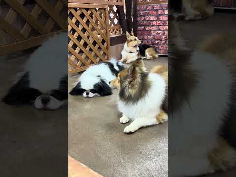 shorts 犬だまり　ハナマル&メイプル&あずき　那須どうぶつ王国　IMG 7981 サムネイル