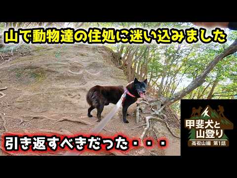 【判断ミス】甲斐犬と山登りしたらえらい目に遭いました・・・【甲斐犬と登山　高宕山編：第１話】 サムネイル