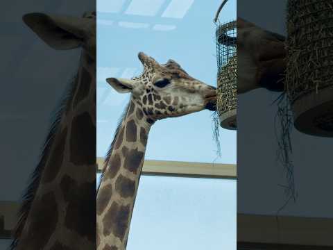 shorts マルくん‥カナ？　キリン　埼玉県こども動物自然公園にて　2026年5月30日 サムネイル