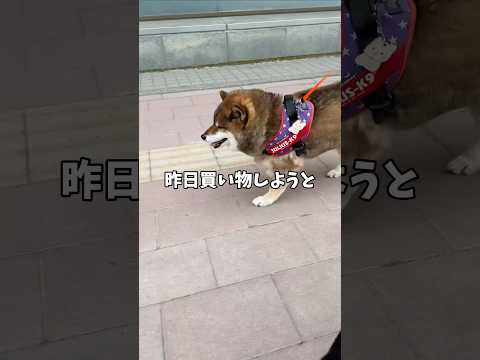 財布を忘れた愉快な柴犬🐕さんは…飼い主の… サムネイル