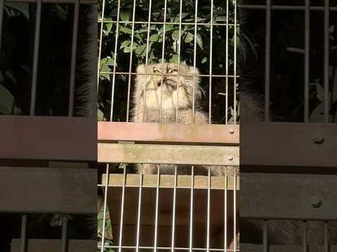 shorts アニャニャニャ エルくん　マヌルネコ　2025年12月12日 サムネイル