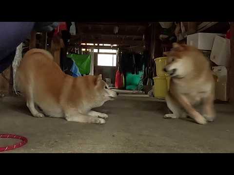 2026年4月22日(水) 騒がしい娘を一喝しますがフォローもちゃんと入れるお母さん