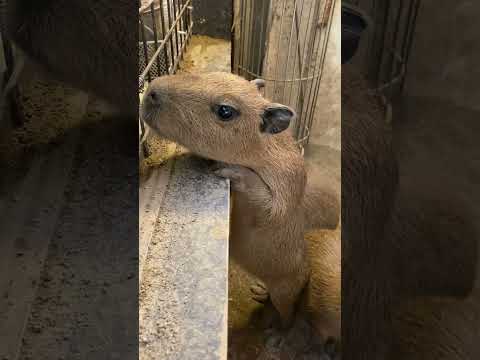 エサのおねだりするカピバラベビー♫