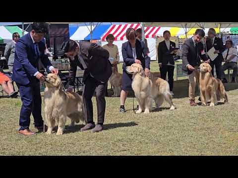 愛知県クラブ連合会展　ゴールデンレトリバー 滋賀県JKC災害救助犬訓練施設 2026年4月12日 サムネイル