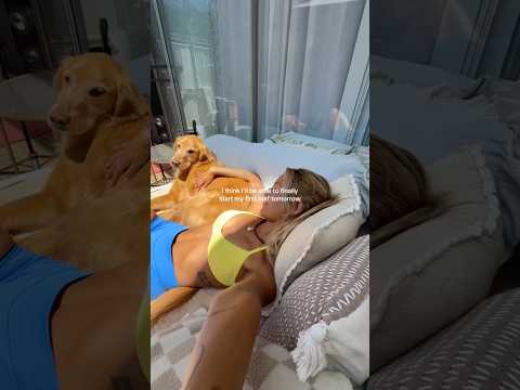 coming home to my golden retriever🥵goldenretreivers dog pup… サムネイル