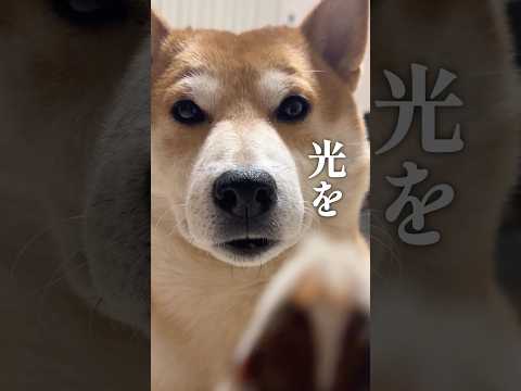 柴犬こむぎ鉄壁の４枚ブロック サムネイル