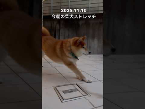 今朝の柴犬ストレッチdog doggie shibainu stretch yoga routines 柴犬 トレーニ… サムネイル