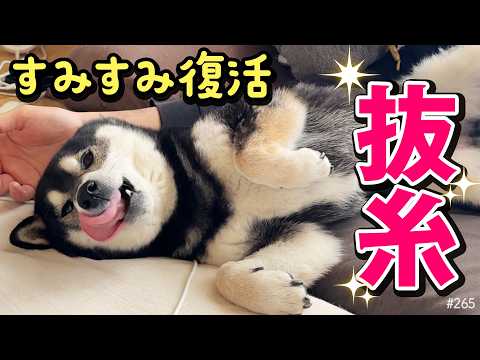 手術後、抜糸して復活した柴犬(ウンチトラブル発生) サムネイル
