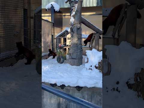 #shorts チェンチェンちゃんとリンリンちゃん　レッサーパンダ　旭山動物園　2025年12月19日 サムネイル