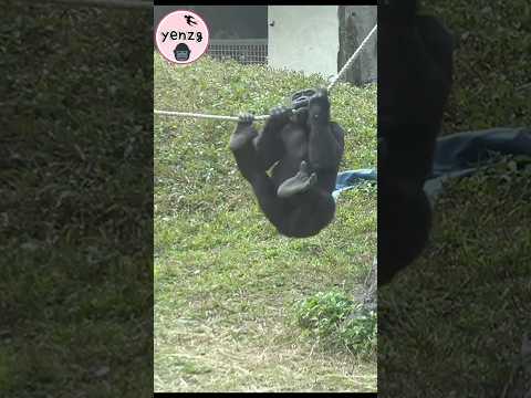 happy gorilla swinging 😆 taipeizoo 金剛猩猩 台北市立動物園 cuteanimals… サムネイル