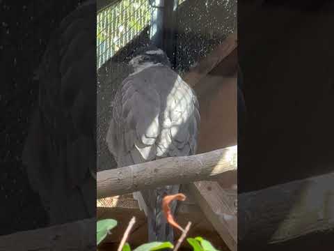 shorts オオタカ　のんほいパークにて　2026年1月23日 サムネイル