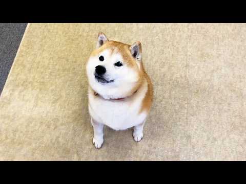 家族が戻って来た嬉しさを抑え込もうとし、謎のおすまし顔になってしまう柴犬 サムネイル