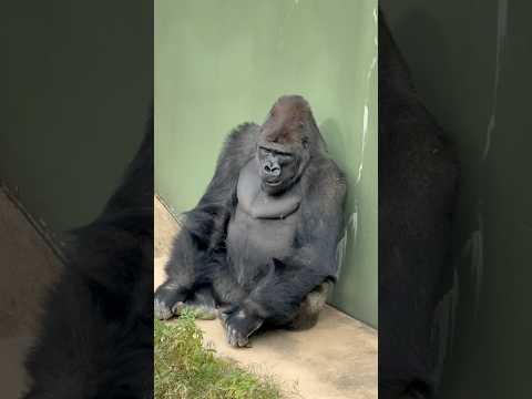 イケメンなシャバーニ　ニシゴリラ　東山動植物園 サムネイル