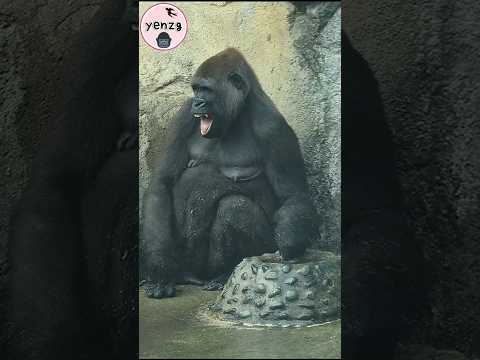 Tayari伸舌玩水好開心😆 gorilla gorillatag taipeizoo 金剛猩猩 台北市立動物園 sh… サムネイル