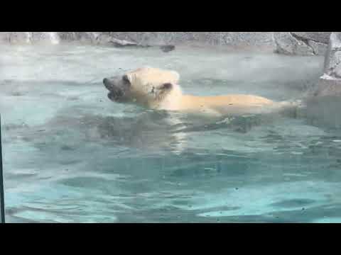 オヤ？水の中から何か見つけた？　  ホッキョクグマのモモ太くん　秋田県男鹿水族館GAOにて2026年5月1日 サムネイル