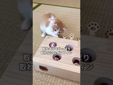 お気に入りのおもちゃに弄ばれるラガマフィン ラガマフィン 白茶猫 子猫 shorts サムネイル