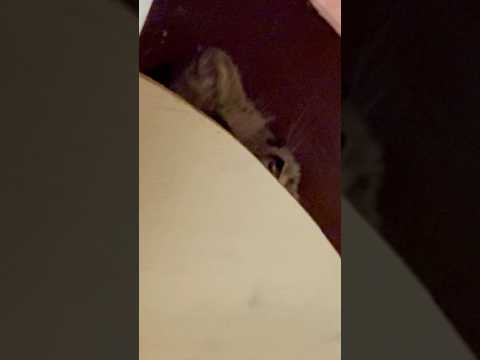 shorts (お部屋等のお掃除タイミングで)戻ったオトちゃん 上から覗いてます🤭　マヌルネコ　埼玉県こども動物自然公… サムネイル